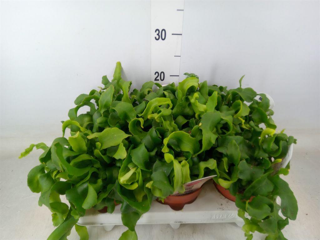 Горшечные цветы и растения оптом Epiphyllum Guatem. Var. Monstrosa от 6шт из Голландии с доставкой по России