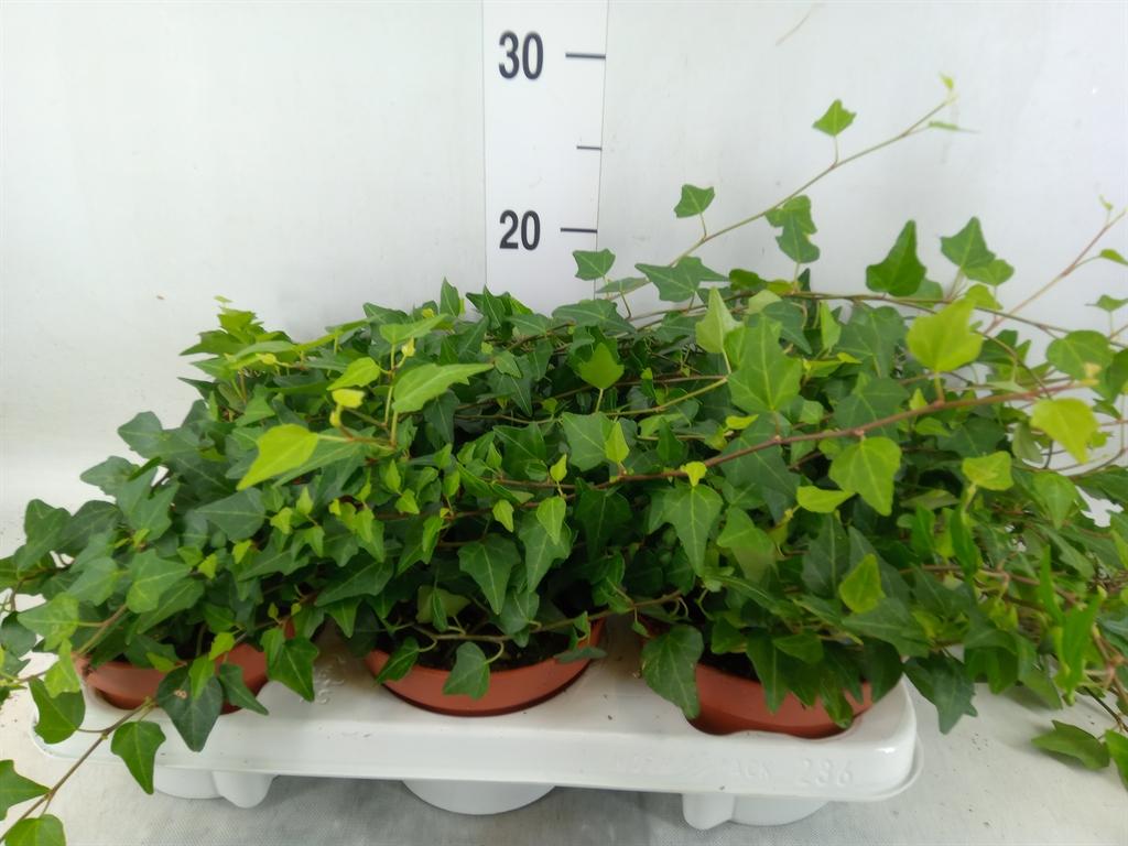 Горшечные цветы и растения оптом Hedera Lady Kay (green) от 6шт из Голландии с доставкой по России