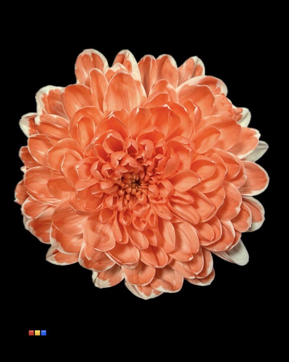 Срезанные цветы оптом Chrys sp paint altaj pink от 40шт из Голландии с доставкой по России