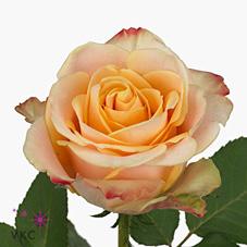 Срезанные цветы оптом Rosa large pebbles от 50шт из Голландии с доставкой по России