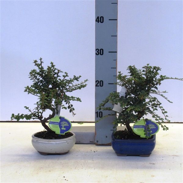 Горшечные цветы и растения оптом Bonsai Cotoneaster от 8шт из Голландии с доставкой по России