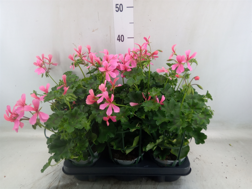 Горшечные цветы и растения оптом Geranium   ... от 6шт из Голландии с доставкой по России