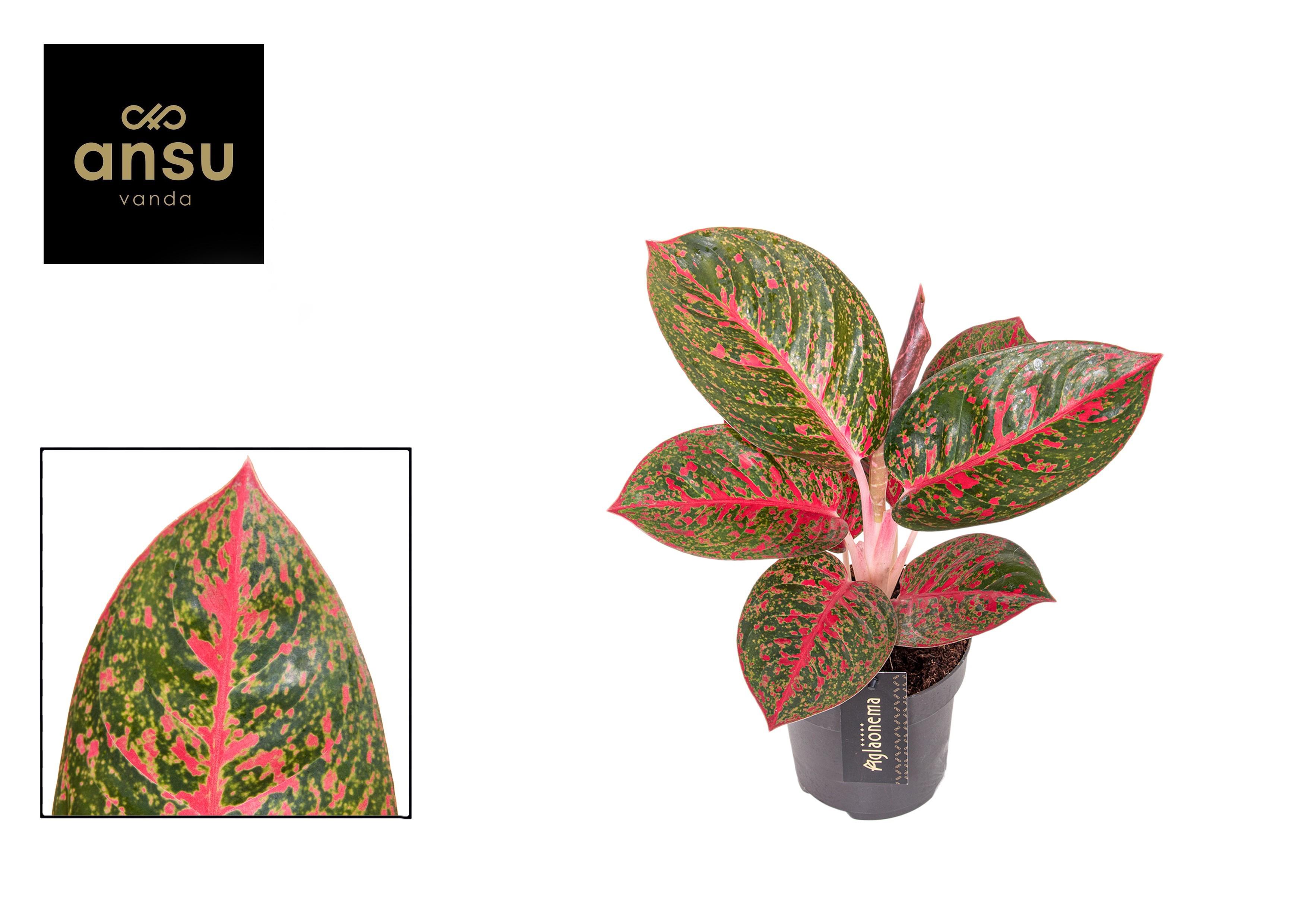 Горшечные цветы и растения оптом Aglaonema Red Sprinkles от 6шт из Голландии с доставкой по России