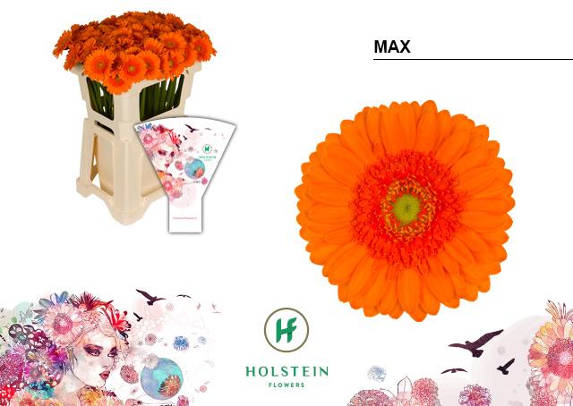 Срезанные цветы оптом Germini max от 80шт из Голландии с доставкой по России