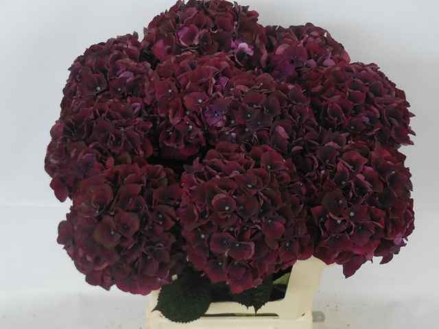 Срезанные цветы оптом Hydrangea mag dark ruby от 10шт из Голландии с доставкой по России