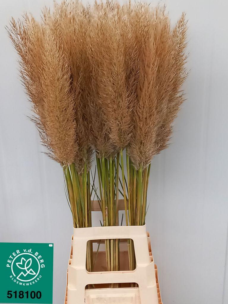 Срезанные цветы оптом Cortaderia silver mountain от 60шт из Голландии с доставкой по России