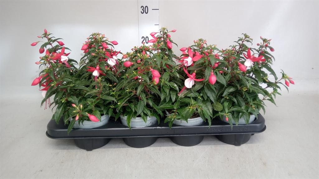 Горшечные цветы и растения оптом Fuchsia   ... от 8шт из Голландии с доставкой по России