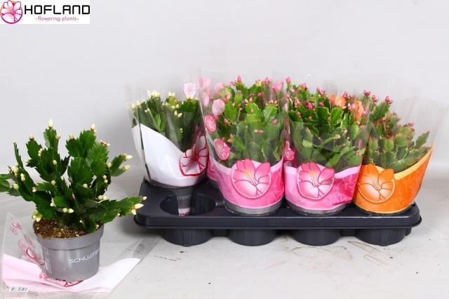 Горшечные цветы и растения оптом Schlumb Gem 3 Kl от 8шт из Голландии с доставкой по России