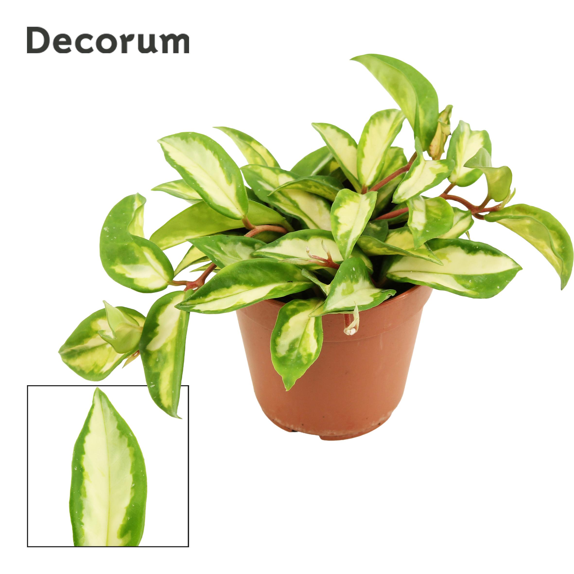 Горшечные цветы и растения оптом Hoya Carnosa Tricolor (decorum) от 10шт из Голландии с доставкой по России