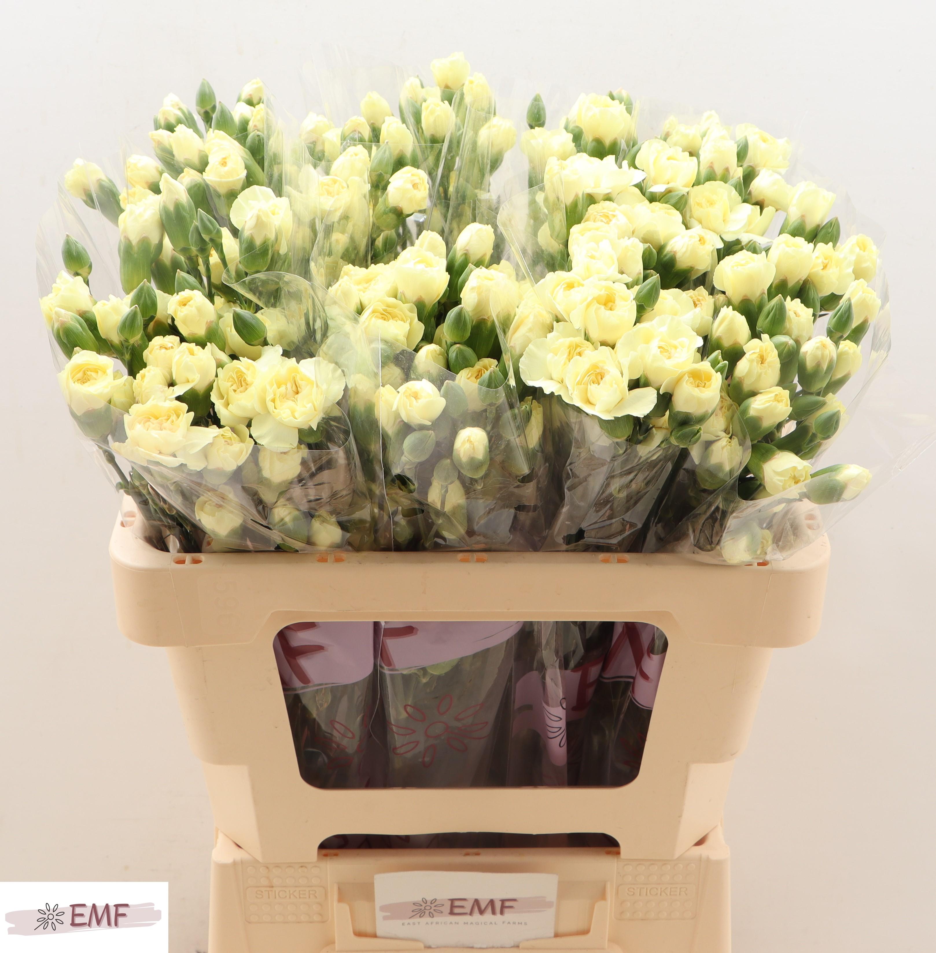 Срезанные цветы оптом Dianthus sp xanthe от 60шт из Голландии с доставкой по России