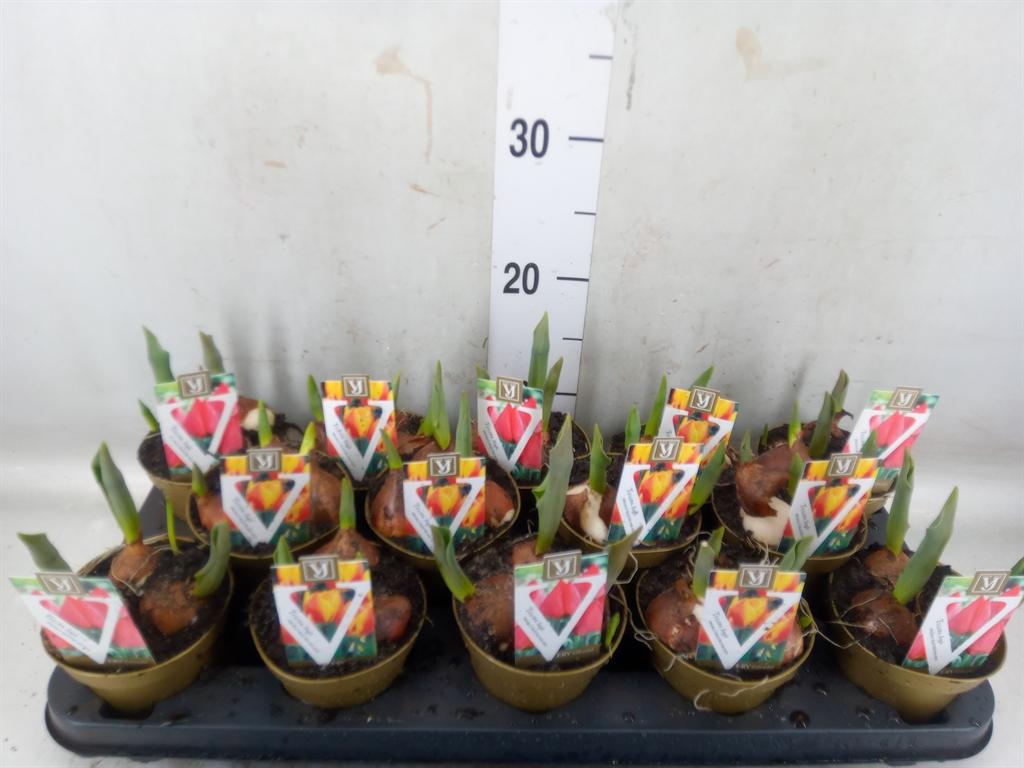 Горшечные цветы и растения оптом Tulipa   ...mix от 14шт из Голландии с доставкой по России