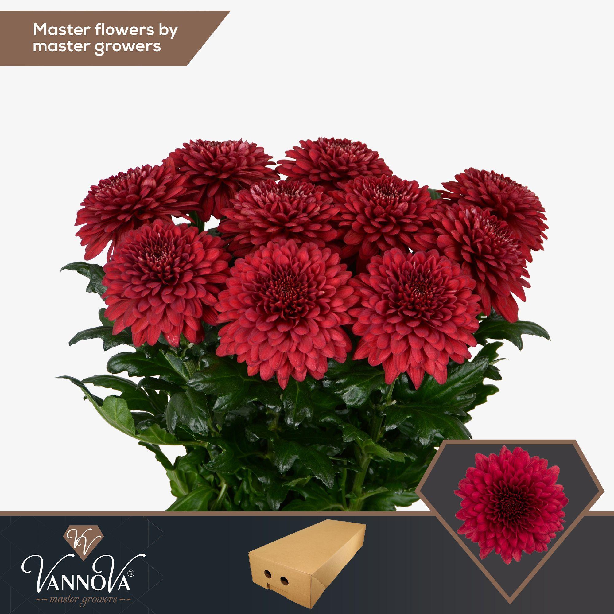 Срезанные цветы оптом Chrys bl lamira red от 20шт. из Голландии с доставкой по России