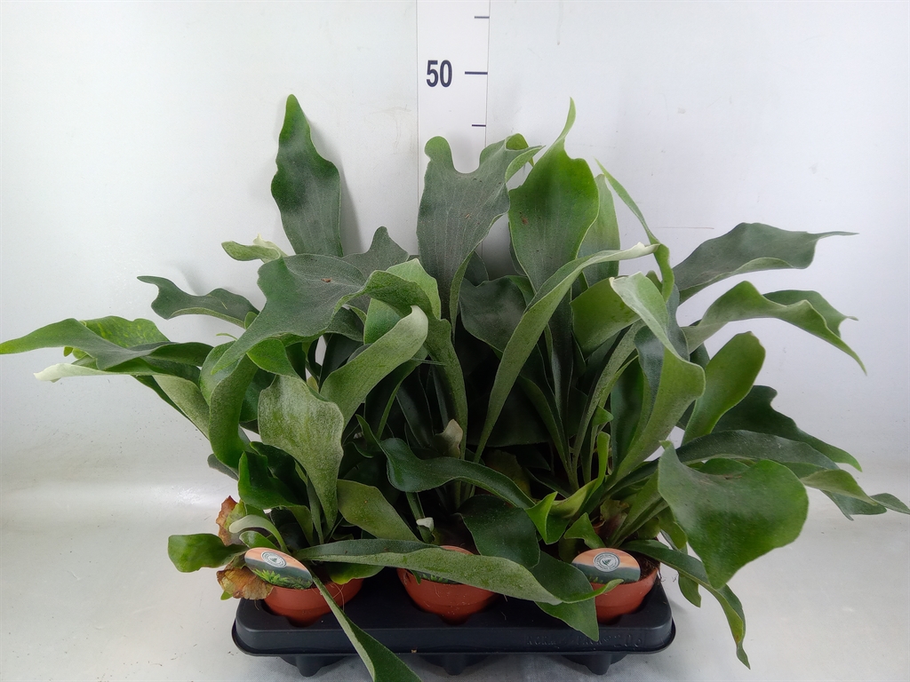 Горшечные цветы и растения оптом Platycerium Bifurc. от 6шт из Голландии с доставкой по России