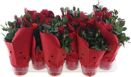 Горшечные цветы и растения оптом Rosa Rood + Zilver Glitter от 12шт из Голландии с доставкой по России