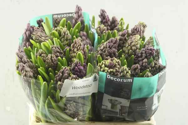 Срезанные цветы оптом Hyacinthus woodstock от 50шт из Голландии с доставкой по России