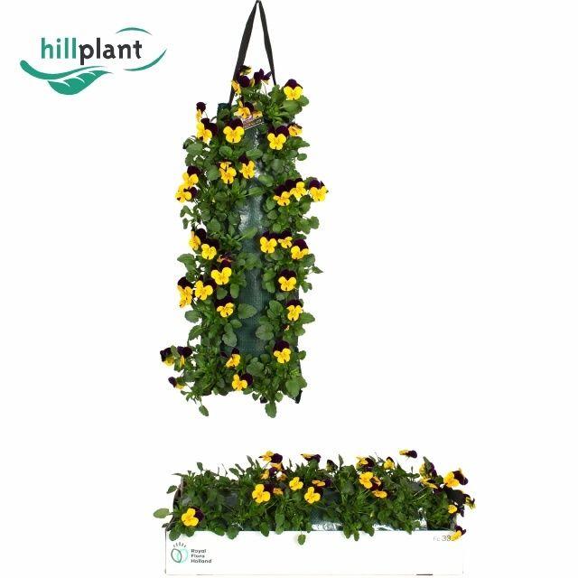 Горшечные цветы и растения оптом Vio Co Em Yel Pu Jup от 2шт из Голландии с доставкой по России