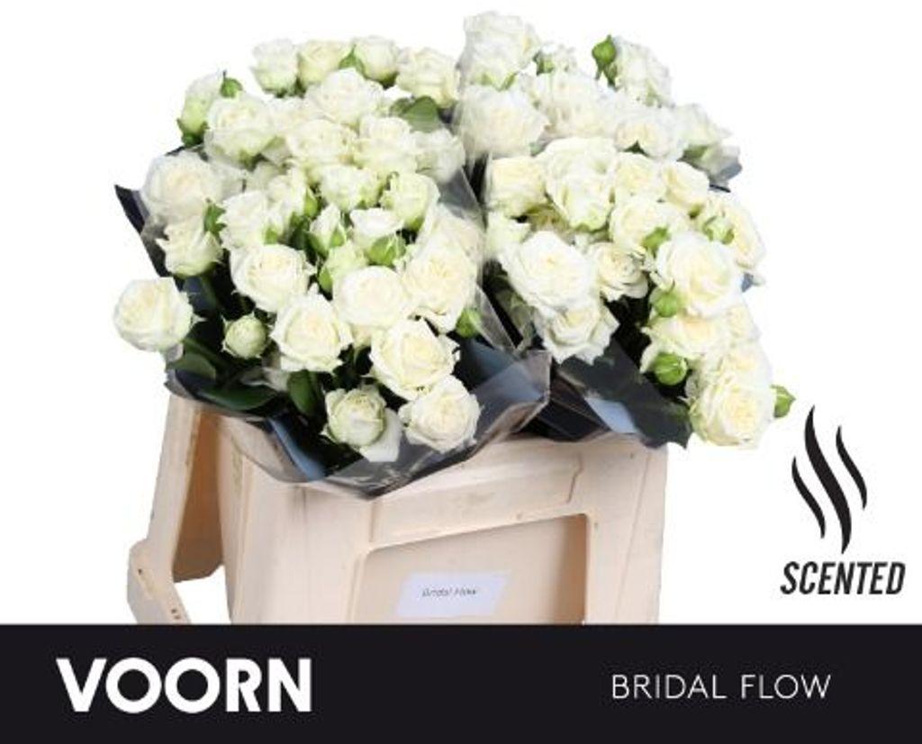 Срезанные цветы оптом Rosa spray bridal flow от 30шт из Голландии с доставкой по России