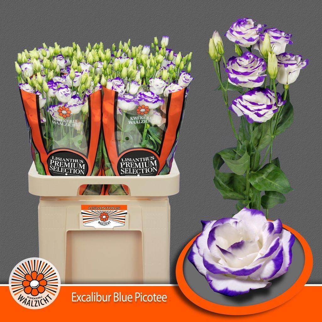 Срезанные цветы оптом Lisianthus do excalibur blue picotee от 40шт. из Голландии с доставкой по России
