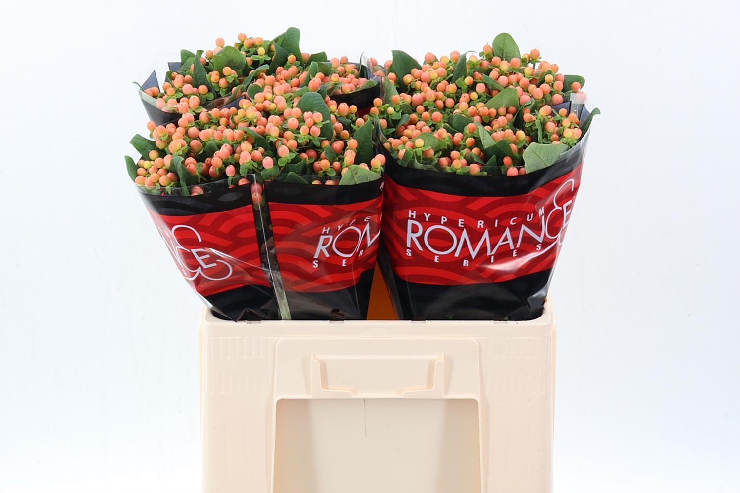 Срезанные цветы оптом Hypericum mellow romance от 100шт из Голландии с доставкой по России