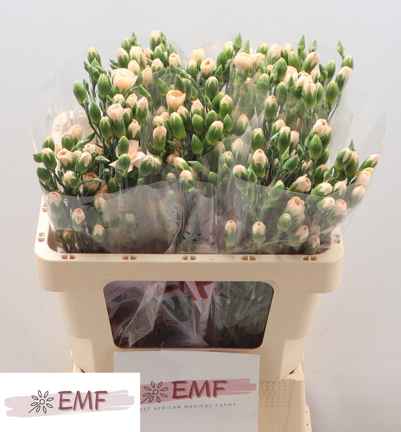 Срезанные цветы оптом Dianthus sp hamada от 60шт из Голландии с доставкой по России