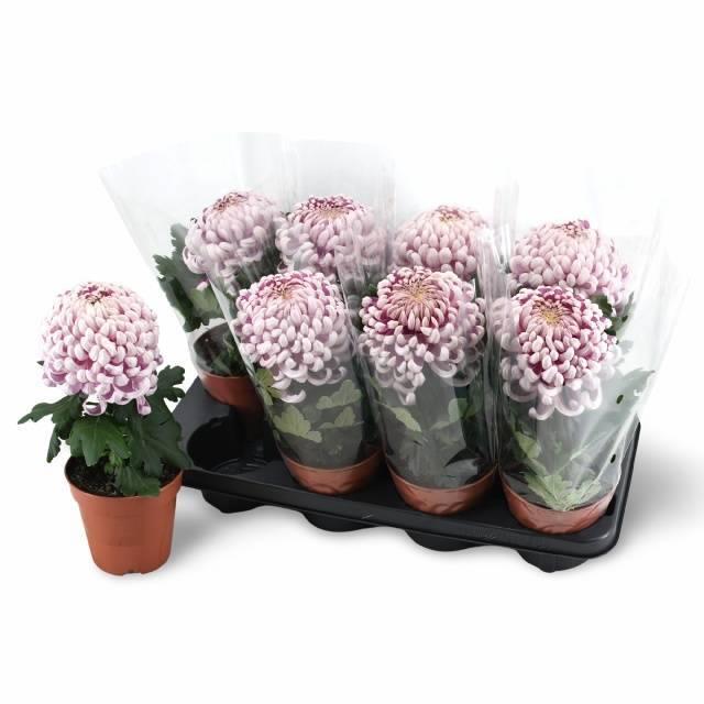 Горшечные цветы и растения оптом Chrys Vienna Pink от 8шт из Голландии с доставкой по России
