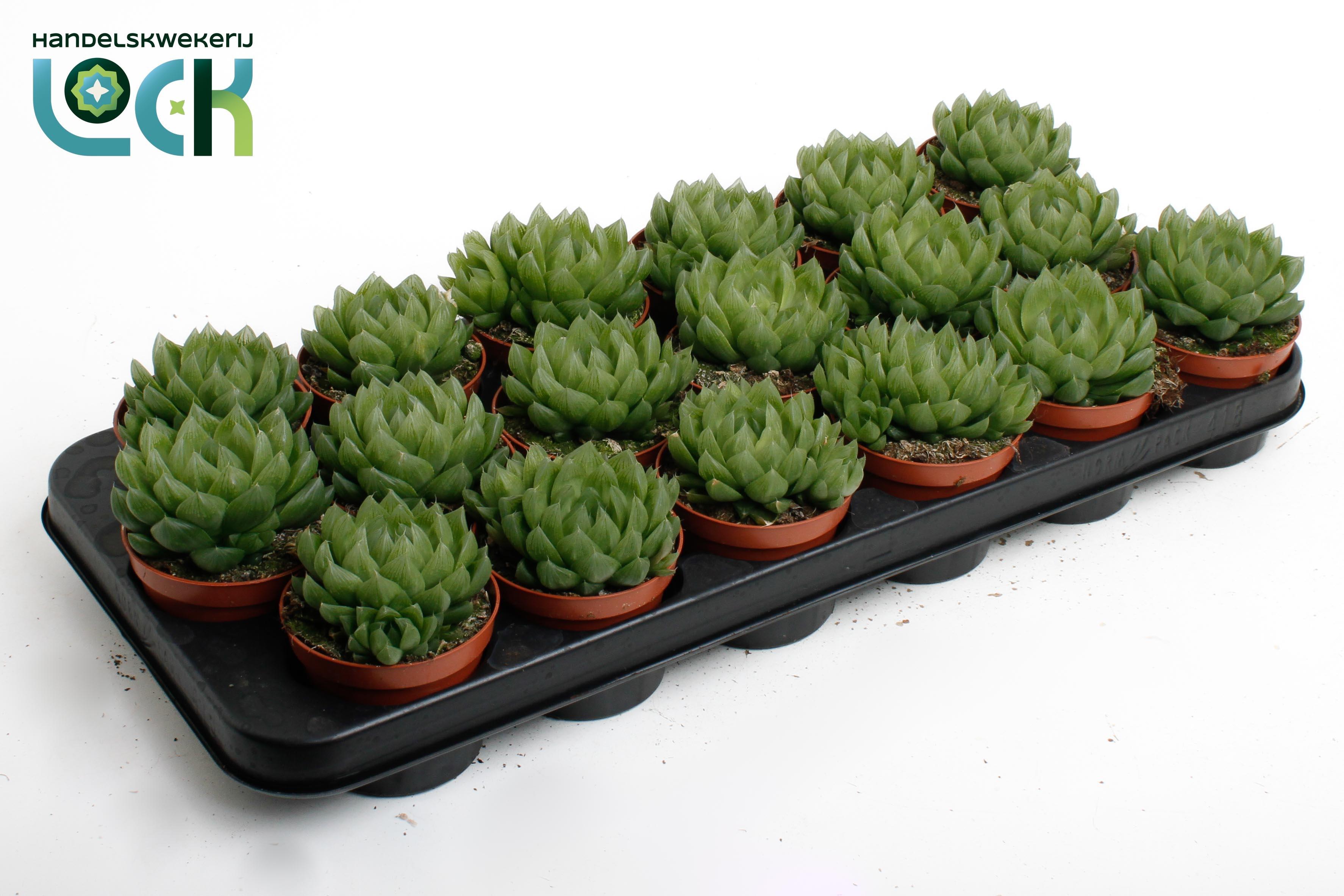 Горшечные цветы и растения оптом Haworthia Cooperii от 18шт (для телеги) из Голландии с доставкой по России