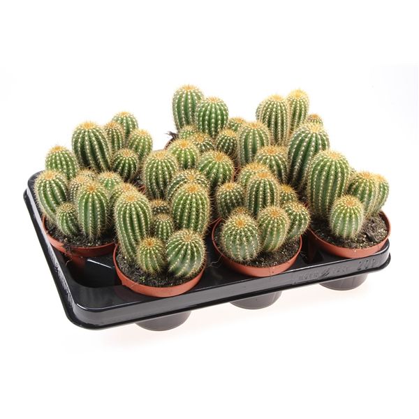 Горшечные цветы и растения оптом Trichocereus Spachianus от 9шт из Голландии с доставкой по России