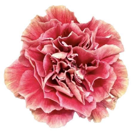 Срезанные цветы оптом Dianthus st merletto crimson от 80шт из Голландии с доставкой по России