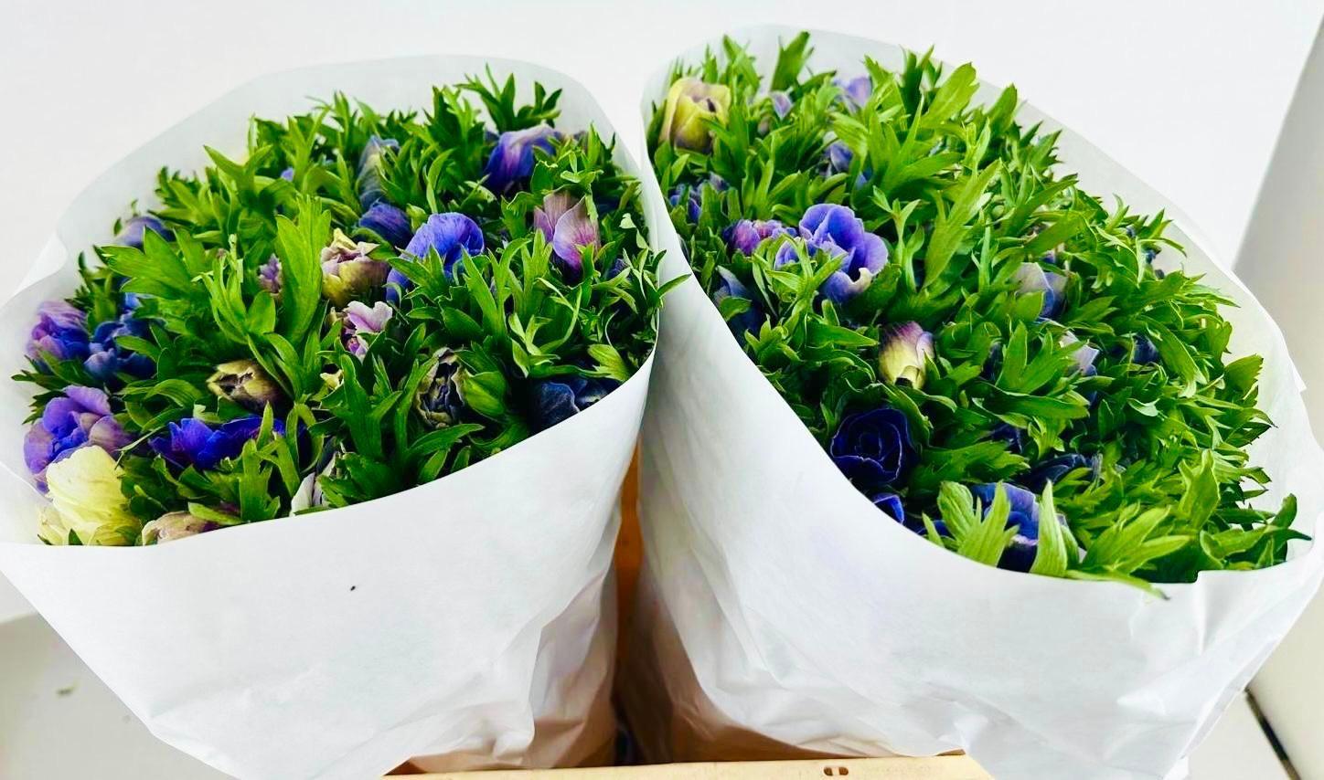 Срезанные цветы оптом Anemone mistral plus glicine от 100шт из Голландии с доставкой по России