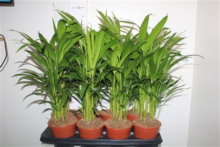 Горшечные цветы и растения оптом Dypsis Lutescens 15pp от 8шт из Голландии с доставкой по России