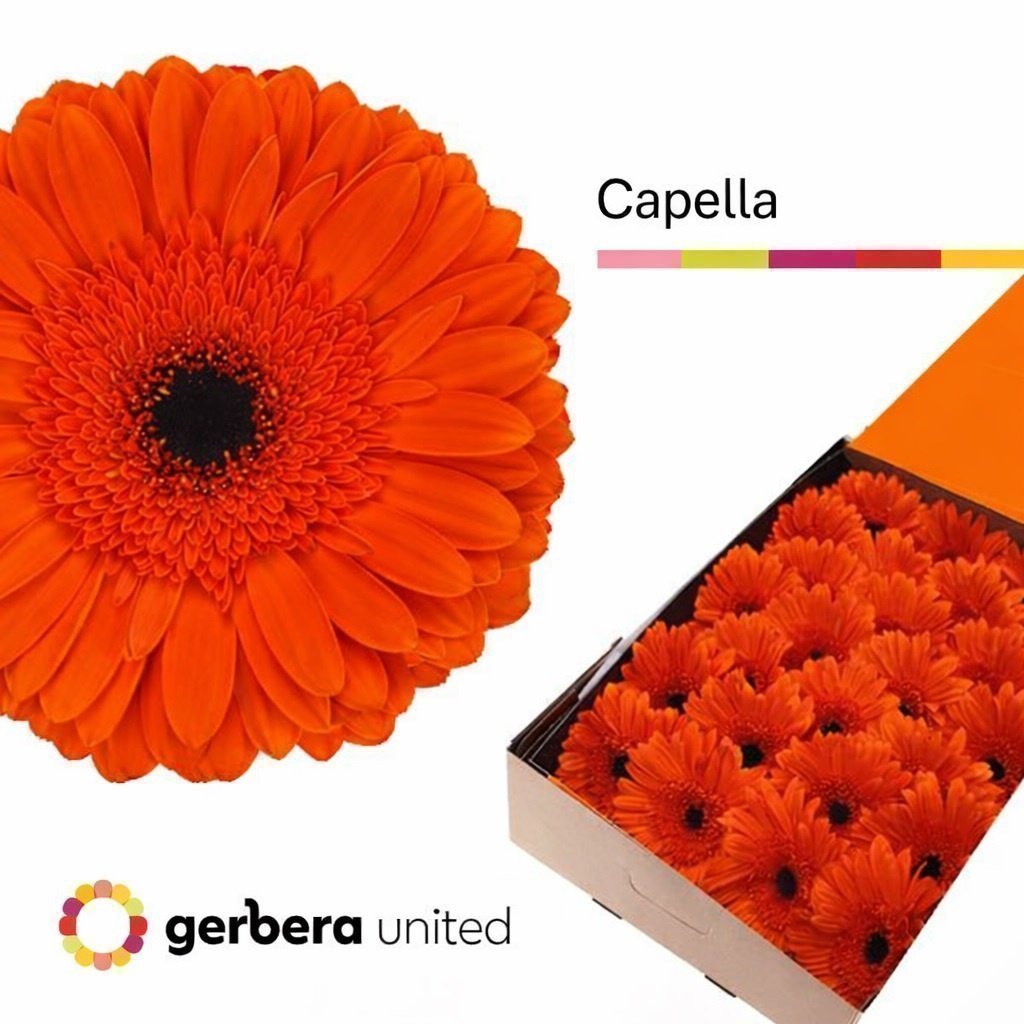 Срезанные цветы оптом Gerbera capella от 25шт из Голландии с доставкой по России