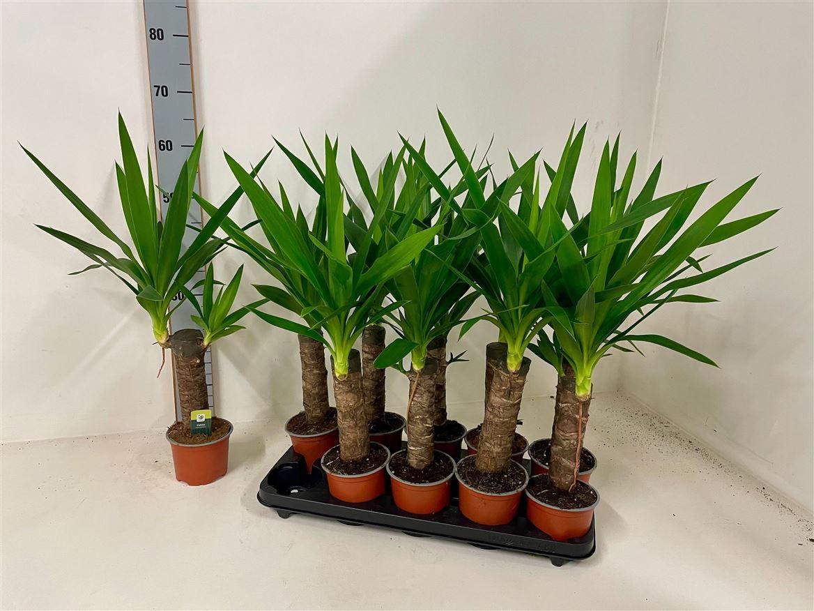 Горшечные цветы и растения оптом Yucca 15cm Stem 25cm 1+ Budget от 10шт из Голландии с доставкой по России Горшечные цветы и растения оптом Yucca 15cm Stem 25cm 1+ Budget от 10шт из Голландии с доставкой по России