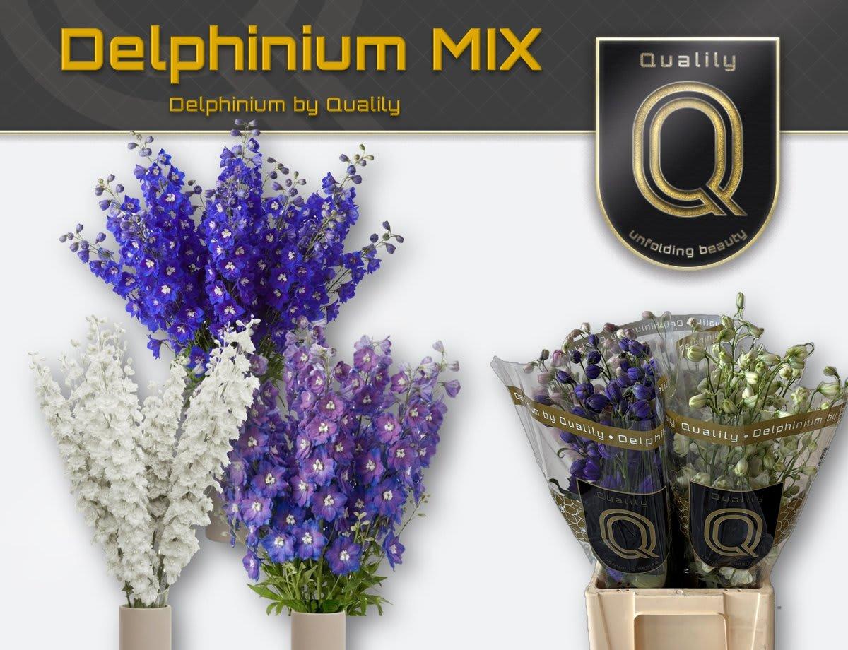 Срезанные цветы оптом Delphinium si mix от 40шт из Голландии с доставкой по России