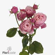 Срезанные цветы оптом Rosa sp silva pink+ от 20шт из Голландии с доставкой по России