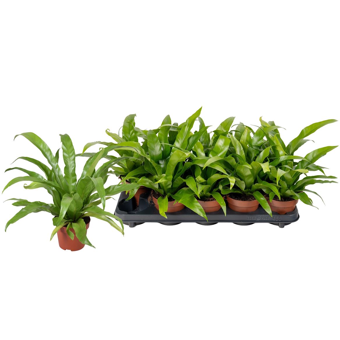 Горшечные цветы и растения оптом Asplenium Antiquum от 10шт из Голландии с доставкой по России