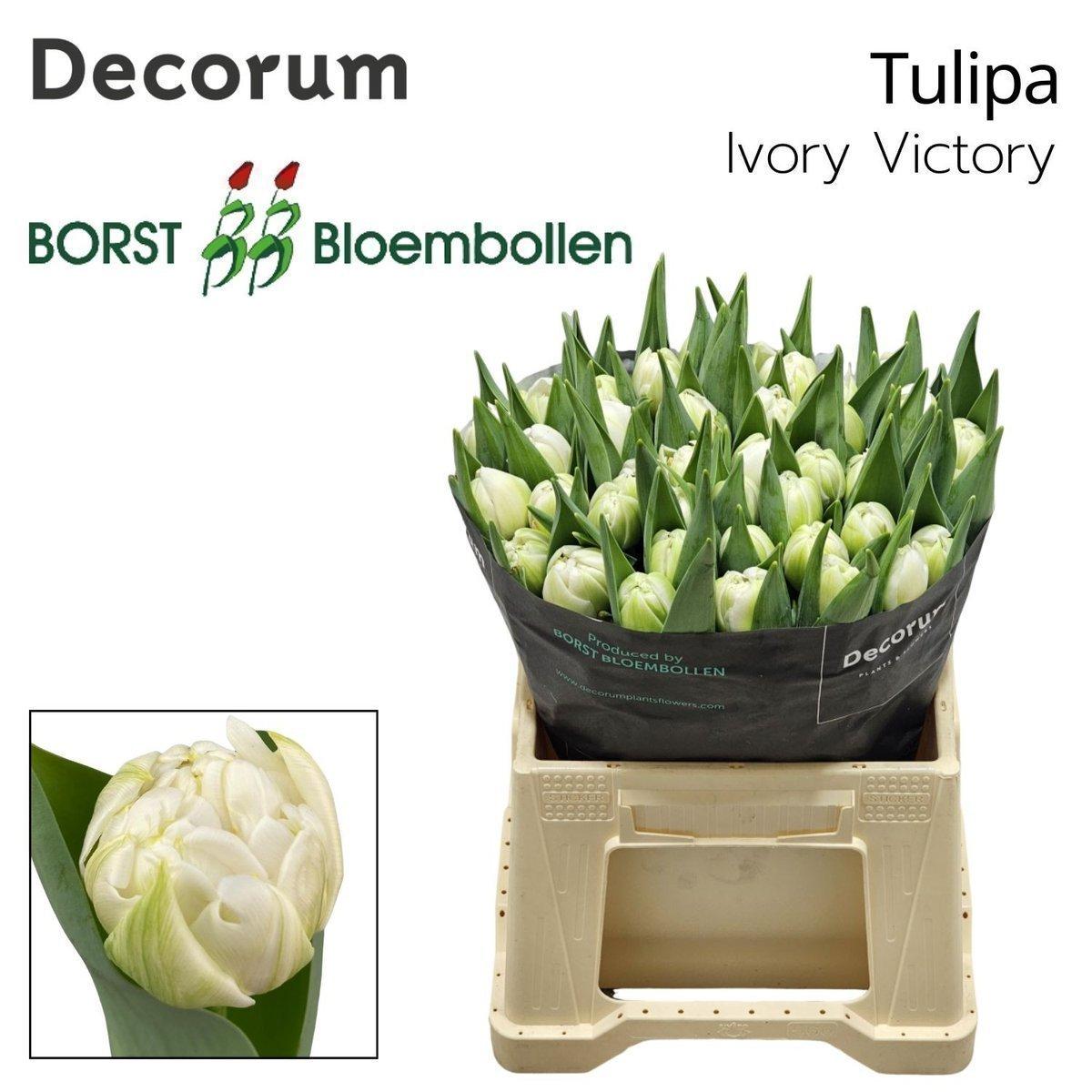 Срезанные цветы оптом Tulipa do ivory victory от 40шт из Голландии с доставкой по России