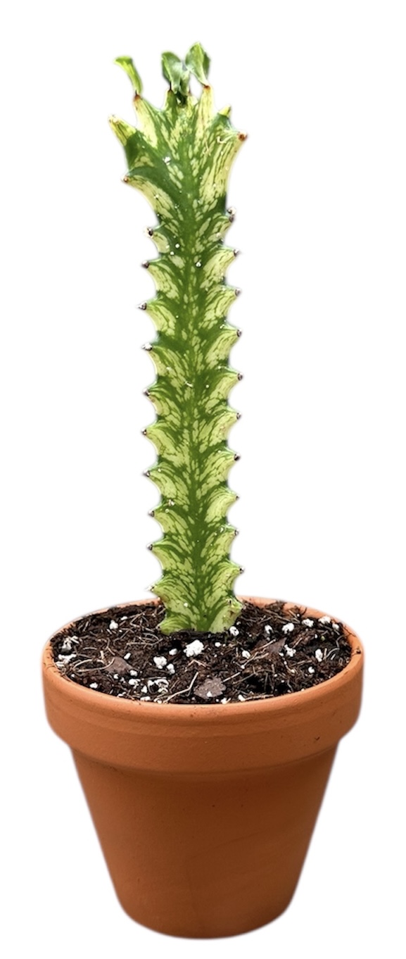 Горшечные цветы и растения оптом Euphorbia Lactea Variegata от 1шт (для телеги) из Голландии с доставкой по России