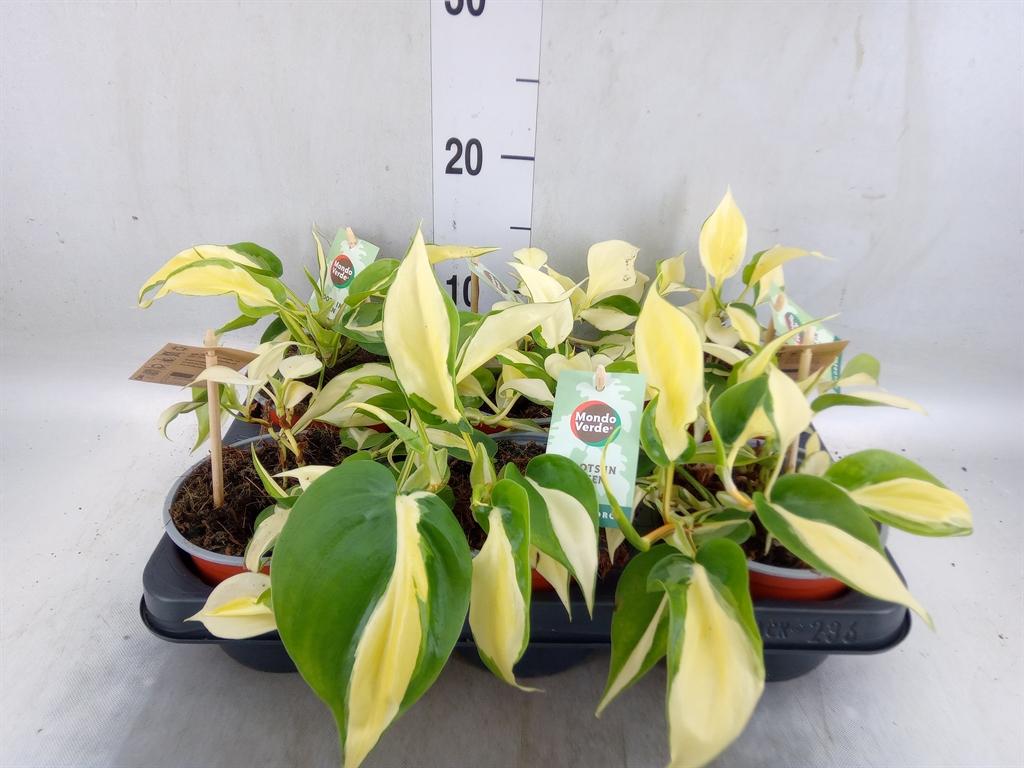 Горшечные цветы и растения оптом Philodendron Scand. от 6шт из Голландии с доставкой по России