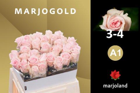 Срезанные цветы оптом Rosa large sweet dolomiti от 30шт. из Голландии с доставкой по России