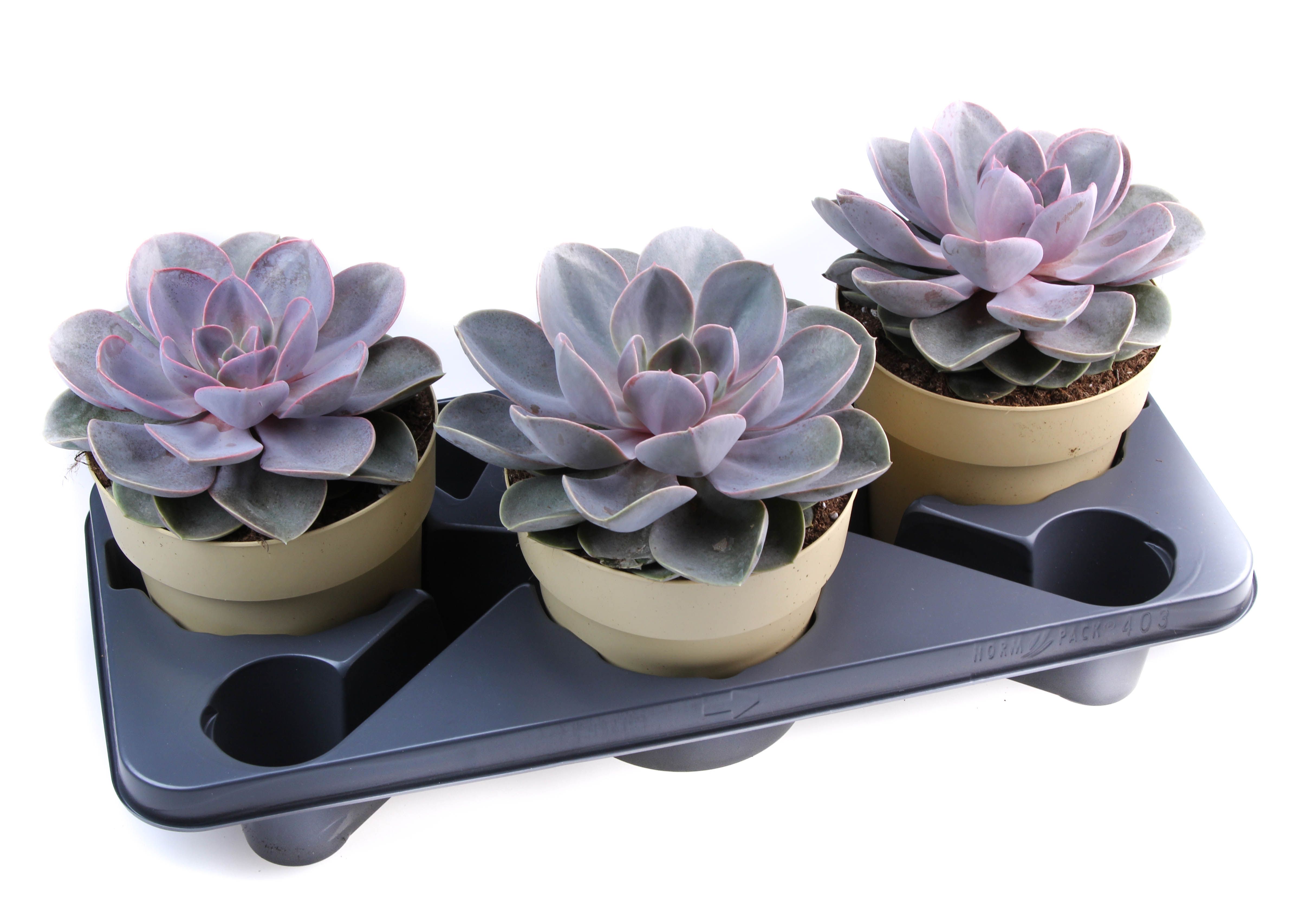 Горшечные цветы и растения оптом Echeveria Perle Von Nurnberg от 3шт из Голландии с доставкой по России