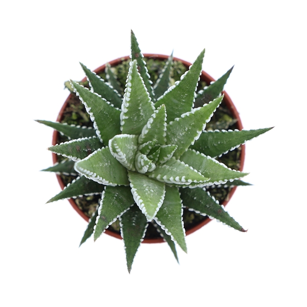 Горшечные цветы и растения оптом Haworthia Fasciata Big Band от 20шт (для телеги) из Голландии с доставкой по России
