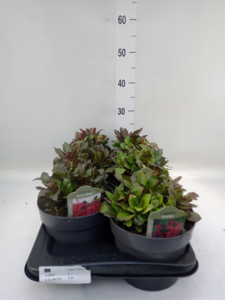 Горшечные цветы и растения оптом Lobelia Erin.   ... от 6шт из Голландии с доставкой по России