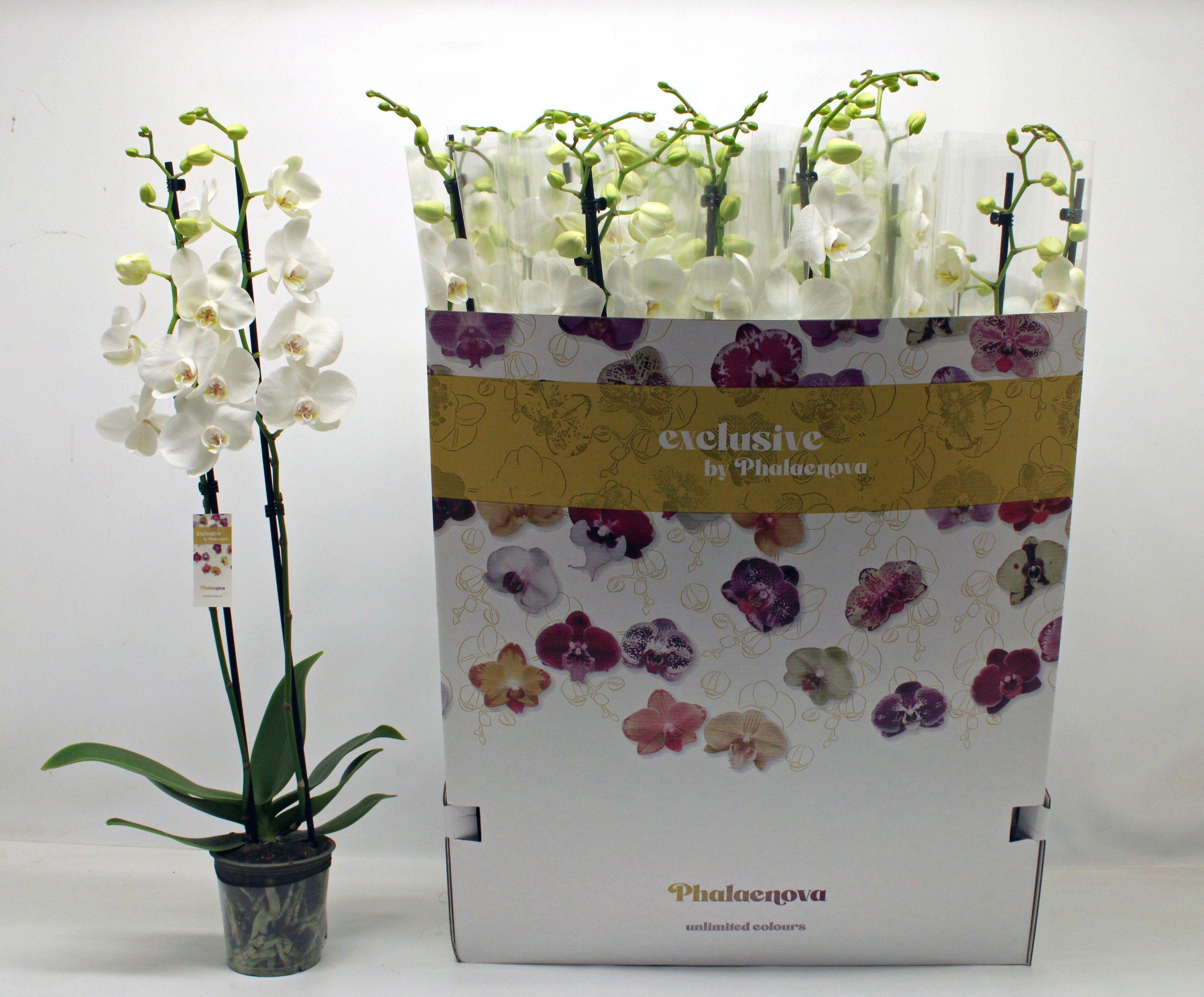 Горшечные цветы и растения оптом Phal F Pure Silk от 12шт из Голландии с доставкой по России