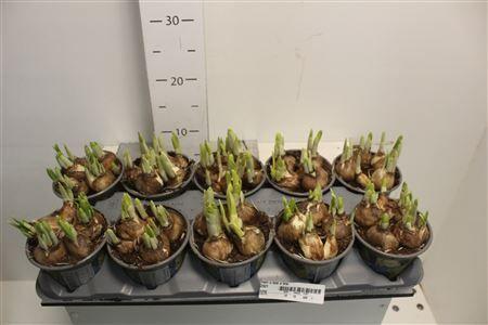 Горшечные цветы и растения оптом Narc O Tete A Tete 12cm Pot от 10шт из Голландии с доставкой по России