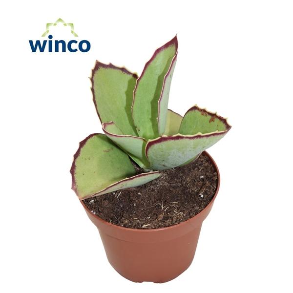 Горшечные цветы и растения оптом Kalanchoe Synsepala от 20шт (для телеги) из Голландии с доставкой по России