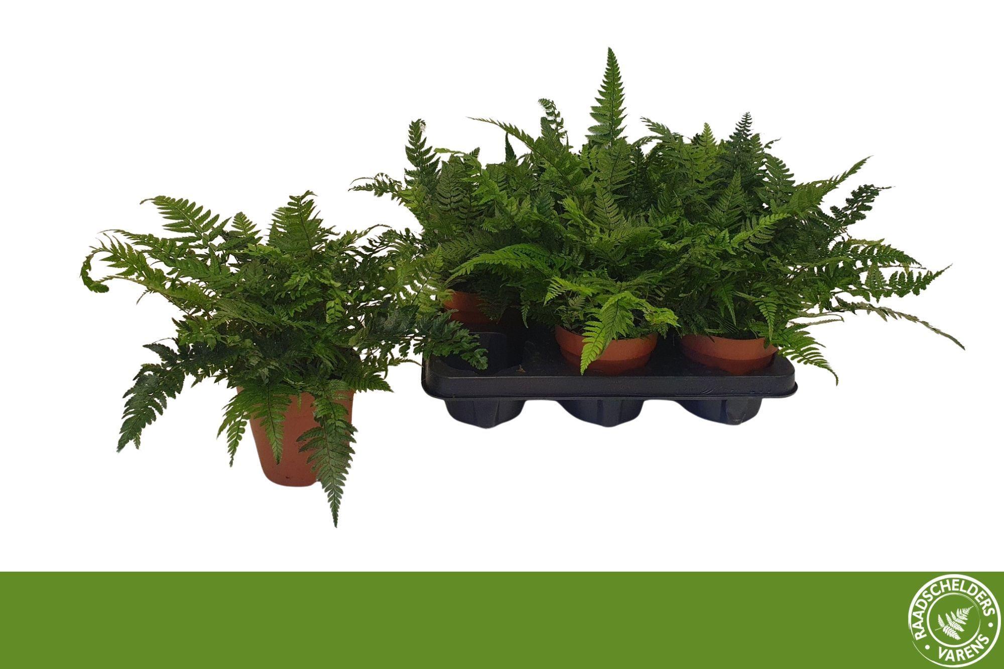 Горшечные цветы и растения оптом Polystichum Tsussime от 6шт из Голландии с доставкой по России Горшечные цветы и растения оптом Polystichum Tsussime от 6шт из Голландии с доставкой по России