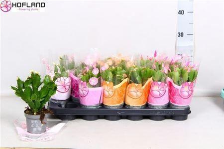 Горшечные цветы и растения оптом Schlumbergera Mix 25+ от 18шт (для телеги) из Голландии с доставкой по России