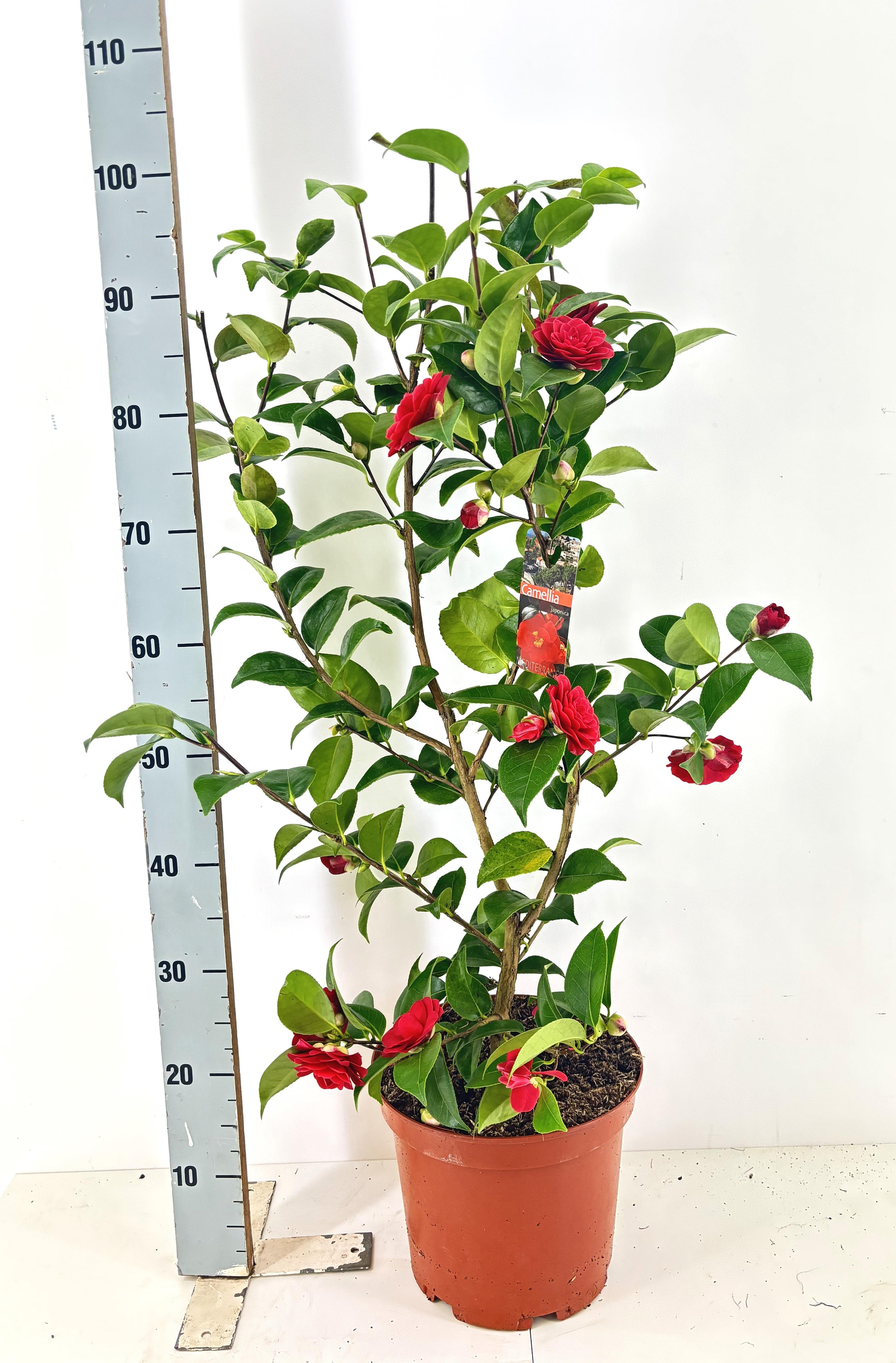 Горшечные цветы и растения оптом Came Japonica от 1шт из Голландии с доставкой по России