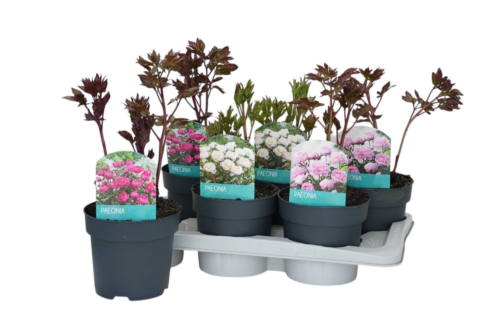 Горшечные цветы и растения оптом Paeonia Ov от 6шт из Голландии с доставкой по России