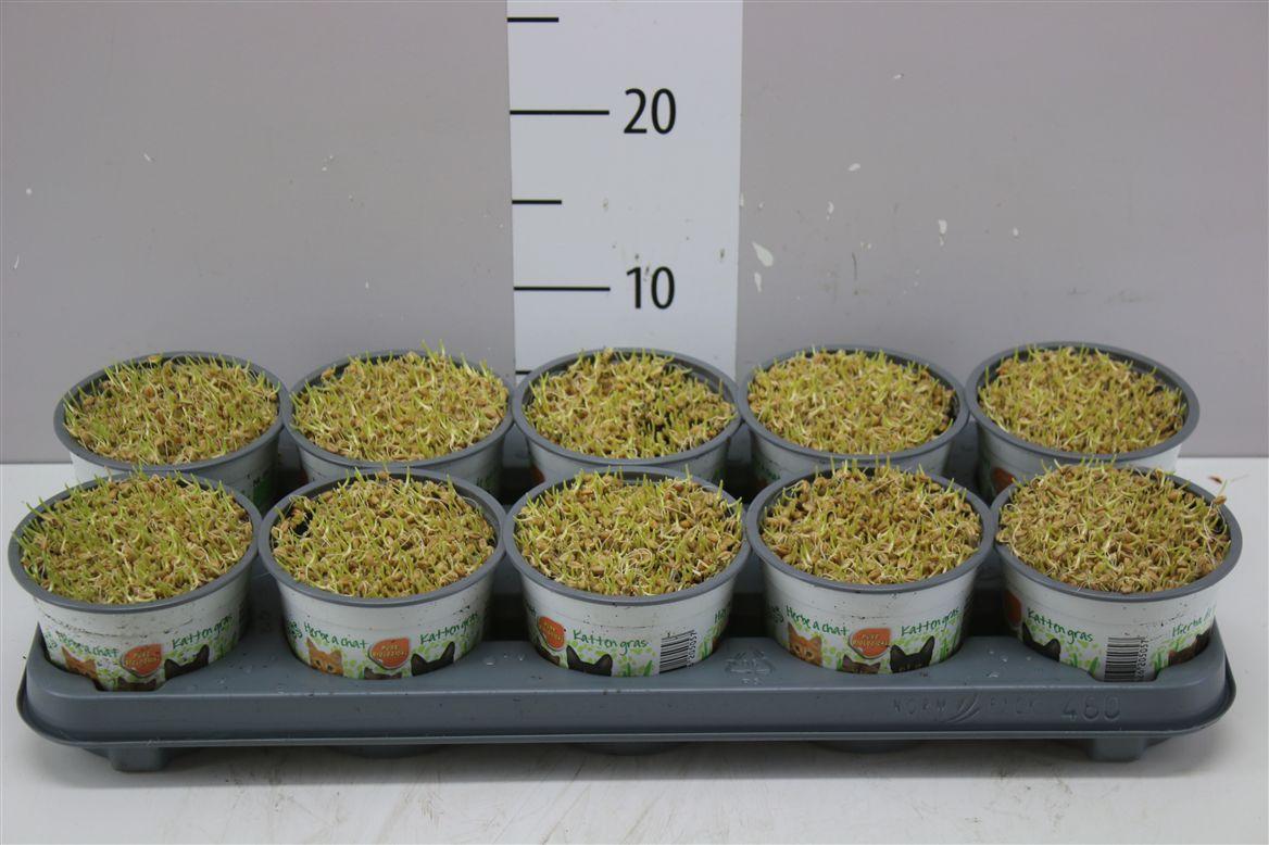 Горшечные цветы и растения оптом Kattegras от 10шт из Голландии с доставкой по России